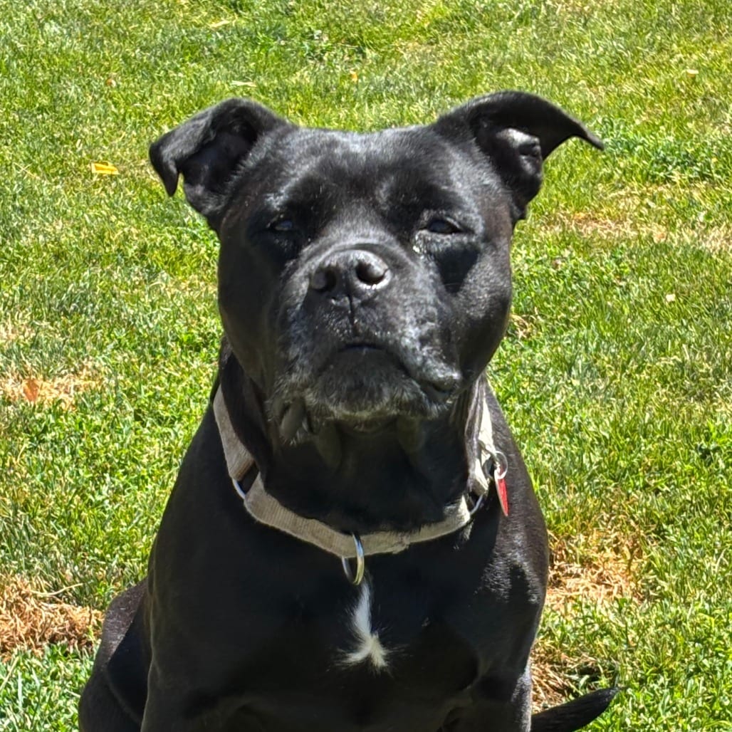 Photo of Charlotte, adoptable senior Mixed Breed (Large) in Medford, Oregon