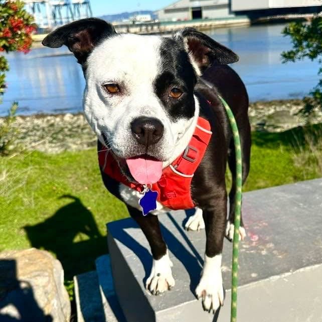 Photo of Ladybug, adoptable senior Mixed Breed (Medium) in San Francisco, California