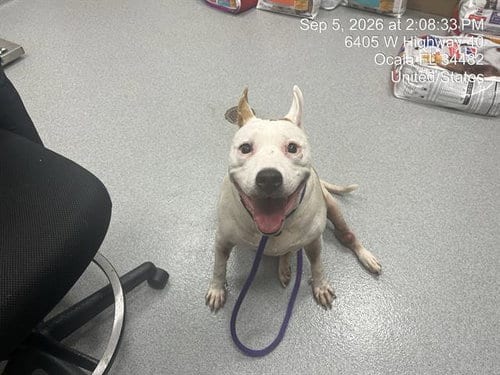 Photo of Lola, adoptable senior Pit Bull Terrier in Ocala, Florida