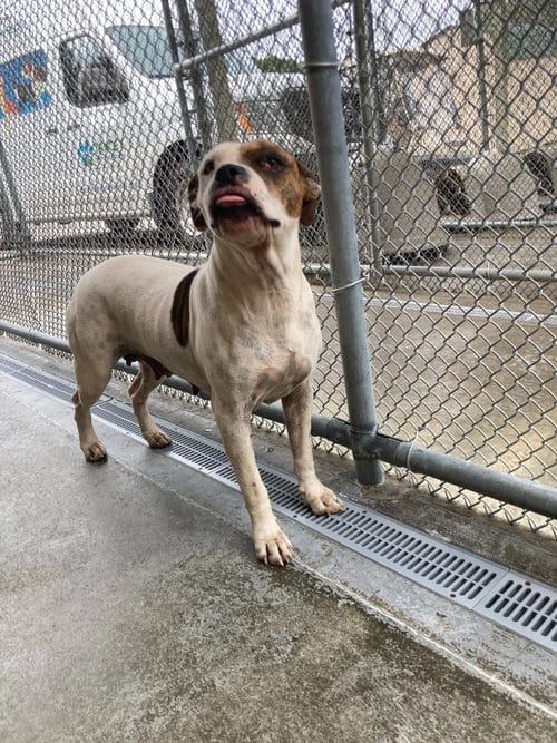 Photo of Penelope, adoptable senior Boxer in Burnsville, North Carolina