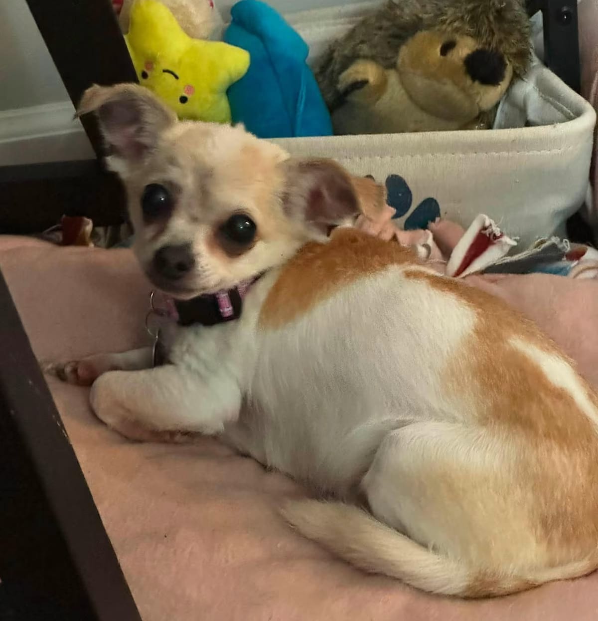 Photo of Misty, adoptable senior Chihuahua in Rockville, Maryland