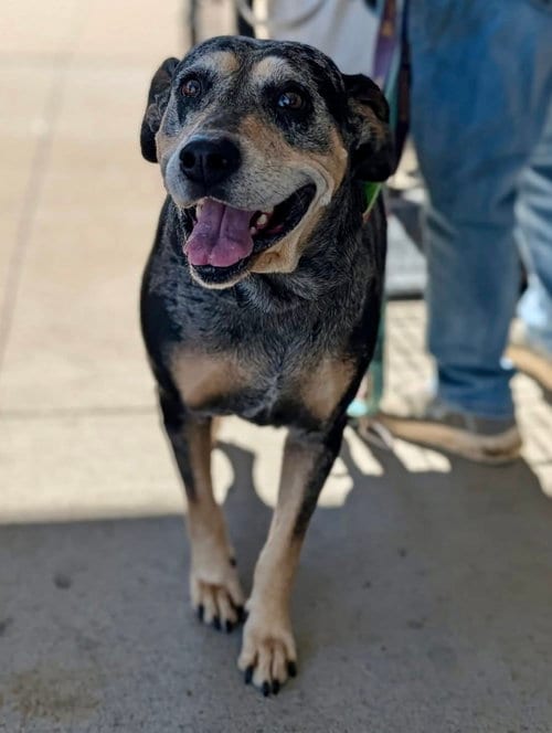 Photo of Sissy (mm), adoptable senior Bluetick Coonhound in White Bluff, Tennessee