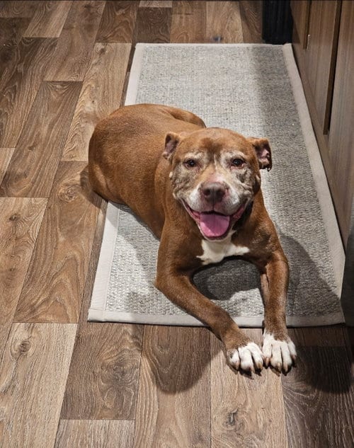Photo of Charlotte, adoptable senior Pit Bull Terrier in Blacksburg, South Carolina