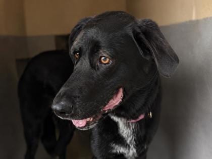 Photo of Olive, adoptable senior dog in Georgetown, Texas