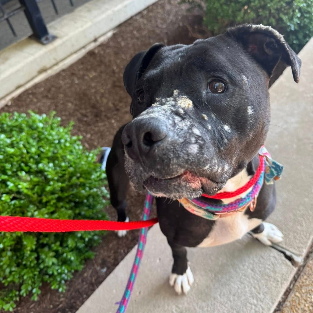 Photo of Zaxby, adoptable senior Mixed Breed (Medium) in St. Louis, Missouri