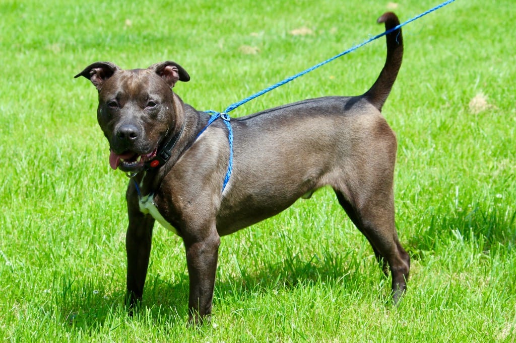 Photo of Cuba, adoptable senior Mixed Breed in Brazil, Indiana
