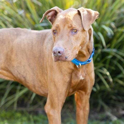 Photo of Milo, adoptable senior Vizsla in Camarillo, California