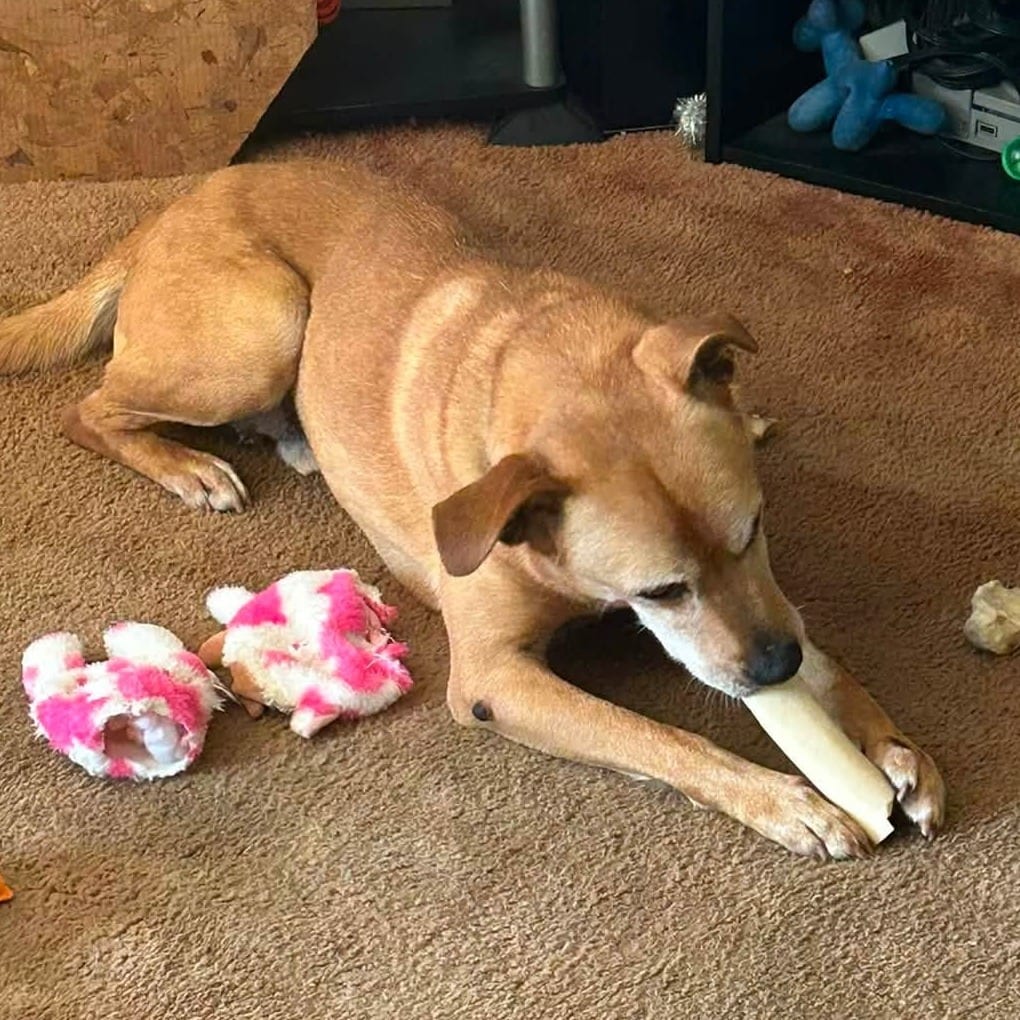 Photo of Gregg, adoptable senior Mixed Breed (Medium) in West Olive, Michigan