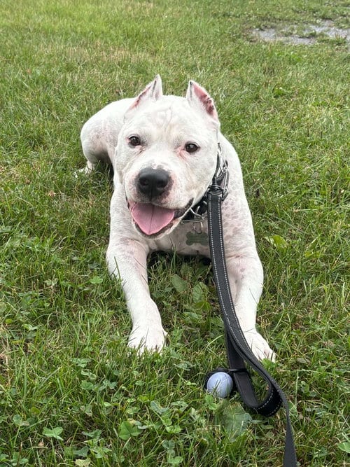 Photo of Picasso, adoptable senior Pit Bull Terrier in Catasauqua, Pennsylvania