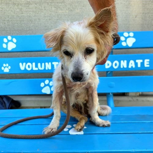 Photo of Chong, adoptable senior Papillon in Long Beach, California