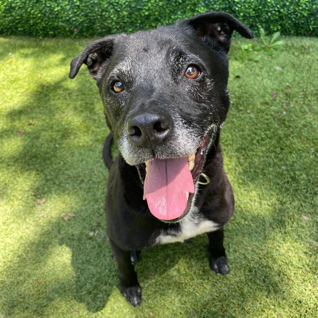 Photo of Melvin, adoptable senior Retriever, Black Labrador / Mixed Breed (Medium) in Dallas, Texas