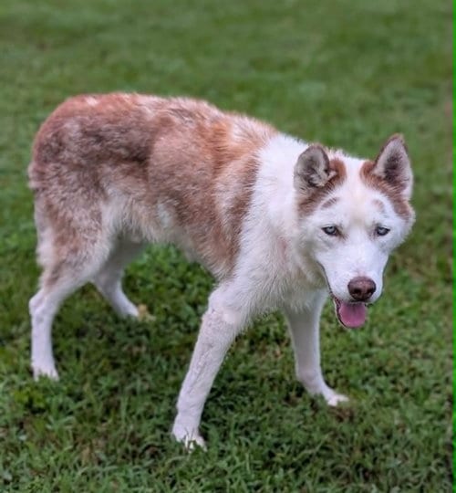 Photo of Shiloh, adoptable senior Siberian Husky in Conroe, Texas