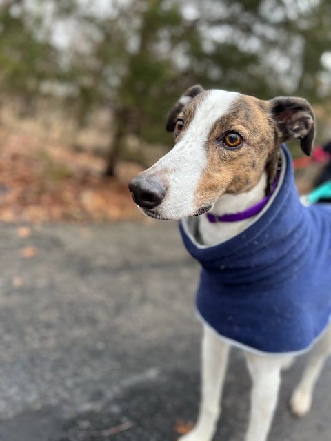 Photo of Charlie, adoptable senior Greyhound in Kansas City, Missouri