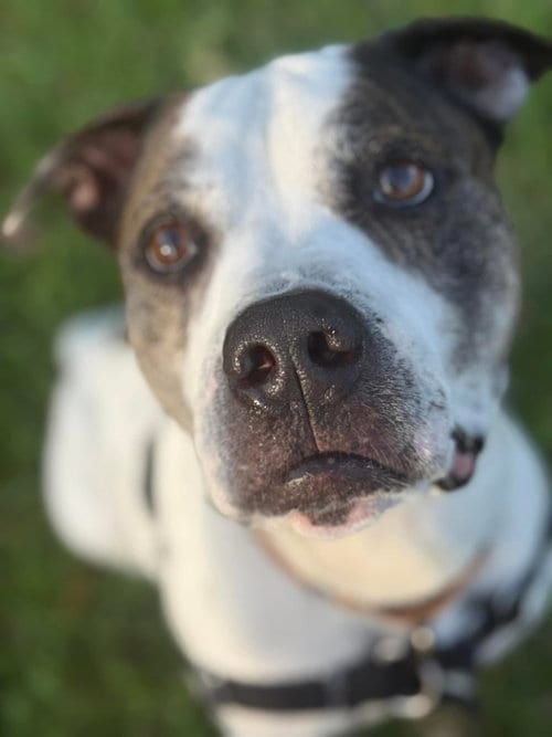 Photo of Axel, adoptable senior Pit Bull Terrier in Pompano Beach, Florida