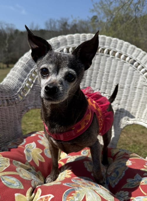 Photo of Cupcake, adoptable senior Chihuahua in Attalka, Alabama