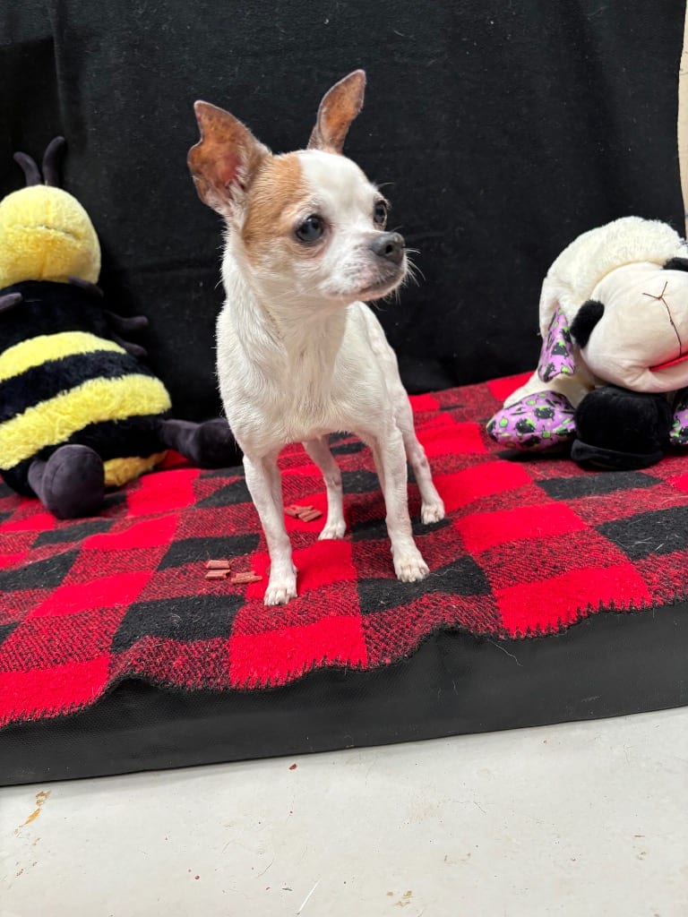 Photo of Bella, adoptable senior Chihuahua in Findlay, Ohio