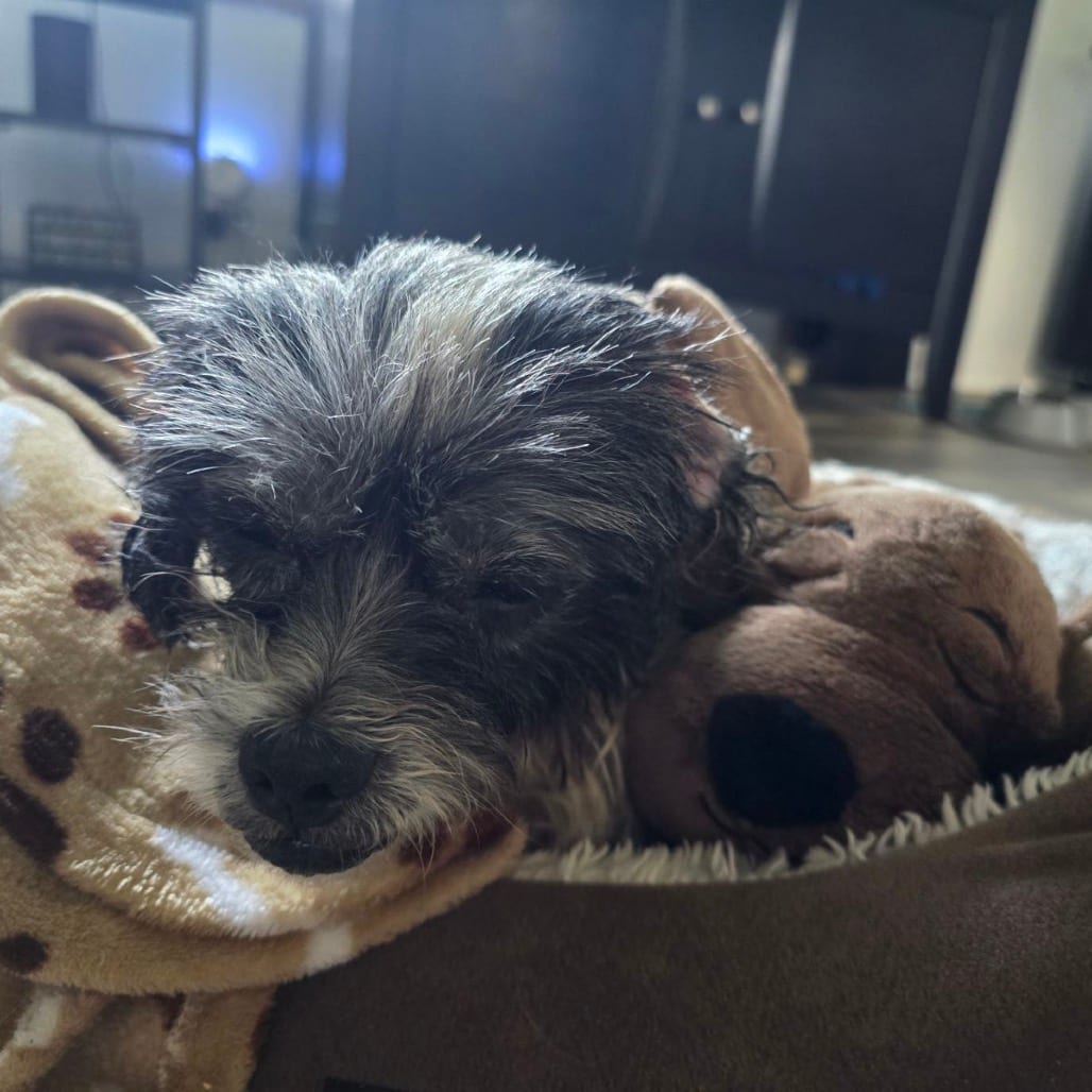 Photo of Yoko D17184, adoptable senior Poodle / Mixed Breed (Small) in Minnesota, Minnesota