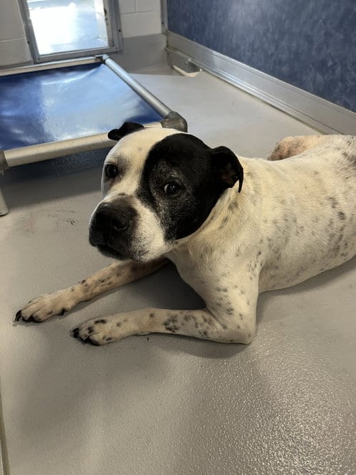 Photo of Bubby, adoptable senior Pit Bull Terrier in Rowlett, Texas