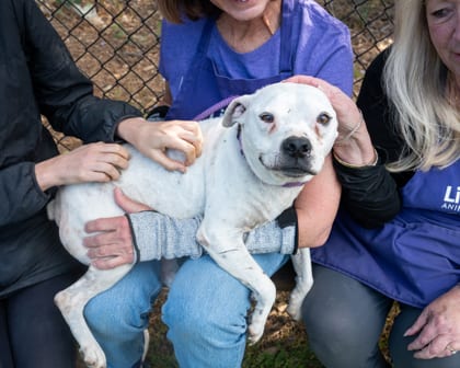 Photo of Trumpet, adoptable senior dog in Chamblee, Georgia