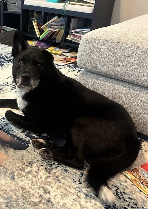 Kristoff, adoptable senior Labrador Retriever in Locust Grove, GA