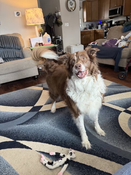 Photo of Chevy, adoptable senior Australian Shepherd in Princeton, Minnesota