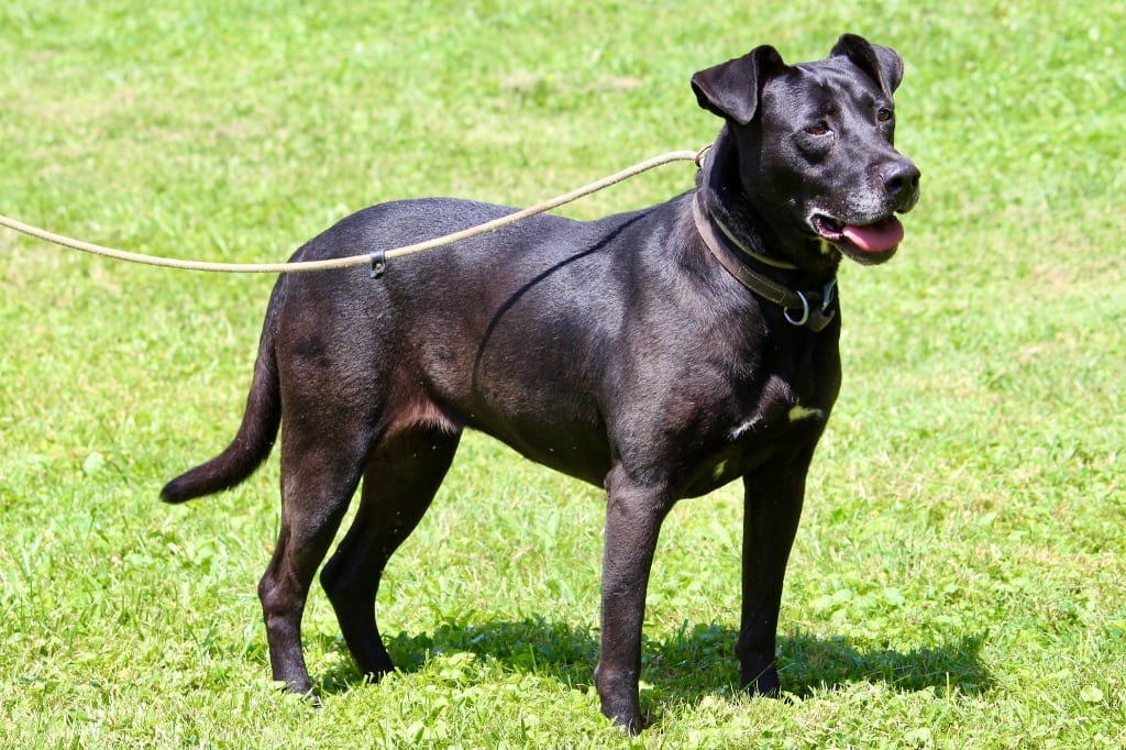 Photo of Bonnie, adoptable senior Mixed Breed in Brazil, Indiana
