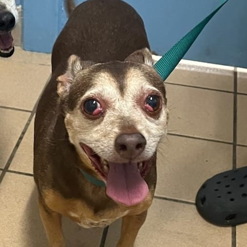 Photo of Diane, adoptable senior Chihuahua / Mix in Fort Pierce, Florida