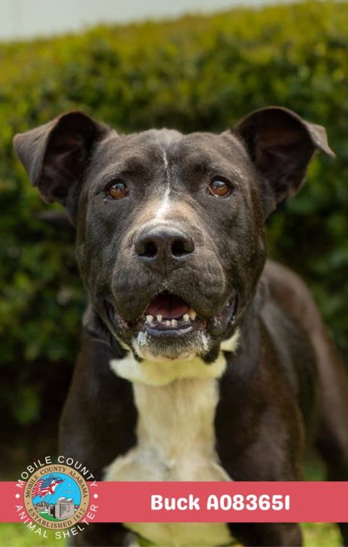 Photo of Buck, adoptable senior Cane Corso Mastiff in Mobile, Alabama