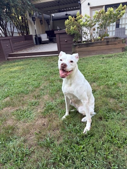 Photo of Nyssa, adoptable senior dog in Chamblee, Georgia