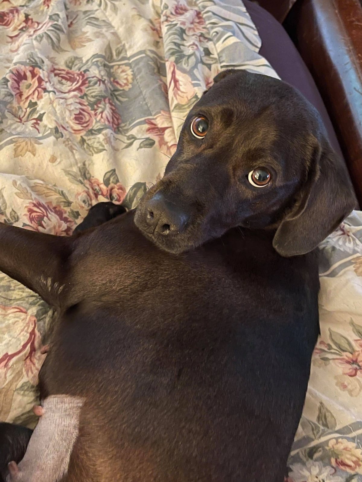 Photo of Dixie, adoptable senior American Pit Bull Terrier in Kempner, Texas