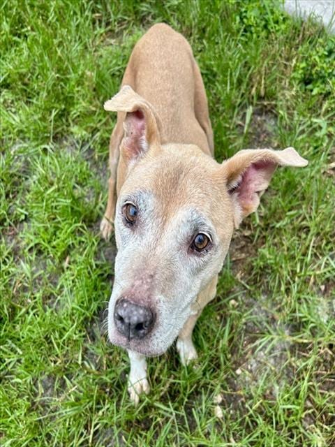 Photo of Wiggles, adoptable senior Pit Bull Terrier in Fort Myers, Florida