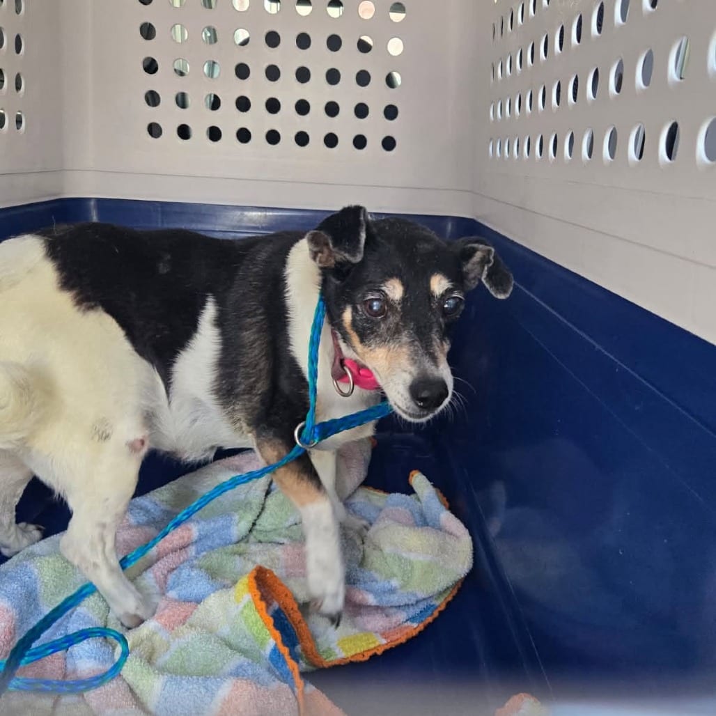 Photo of Gladys-I'm in a foster home, Call to meet with me, adoptable senior Terrier, Jack Russell in Bristol, Indiana