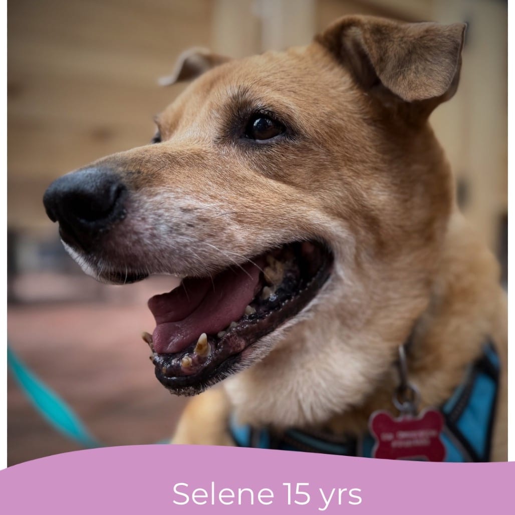 Photo of Selene, adoptable senior Retriever, Golden in Maryland, Maryland
