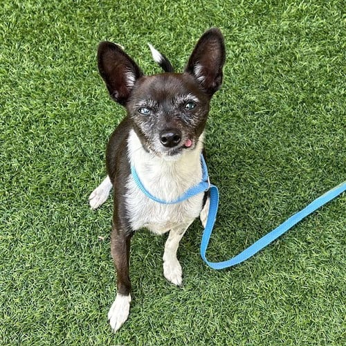Photo of Pinky, adoptable senior Chihuahua in Burlingame, California
