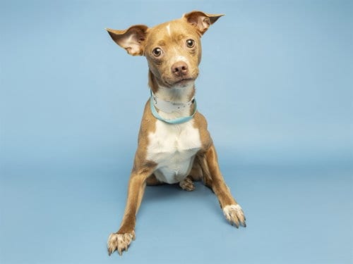 Photo of Tony, adoptable senior Chihuahua in Phoenix, Arizona