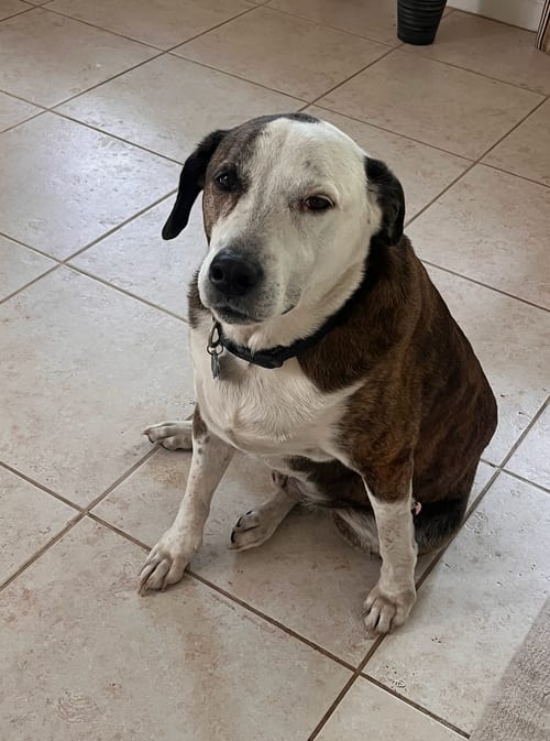 Reagan (fka Brit's pup Han Solo), adoptable senior Beagle in Tampa, FL