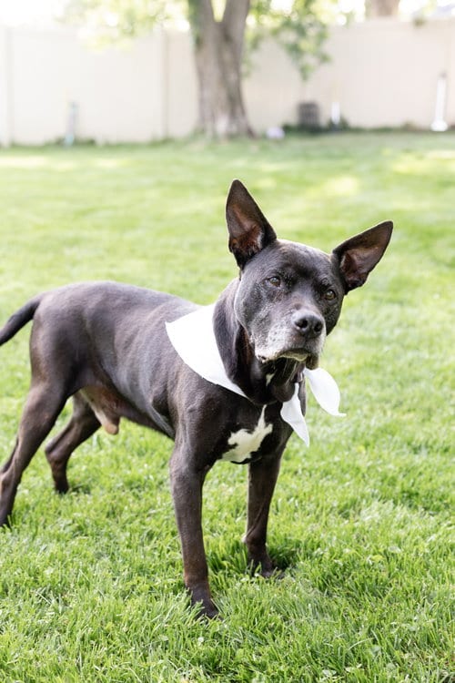 Photo of Gramps, adoptable senior Pit Bull Terrier in Crete, Illinois