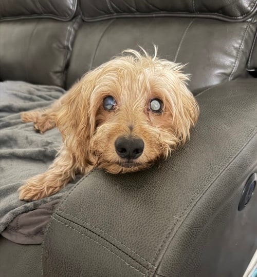 Photo of Sammy (being fostered in Miami, FL), adoptable senior Dachshund in Brookfield, Maryland