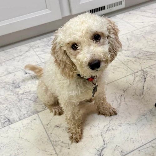 Photo of Claire, adoptable senior Poodle (Miniature) in Spring Lake, North Carolina