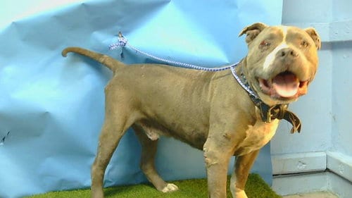 Photo of Rudey, adoptable senior Pit Bull Terrier in Gardena, California