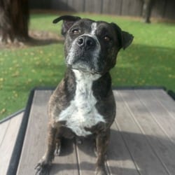 Photo of Rocky 5083, adoptable senior Terrier (Unknown Type, Medium) Mixed Breed (Medium) in Loxahatchee, Florida