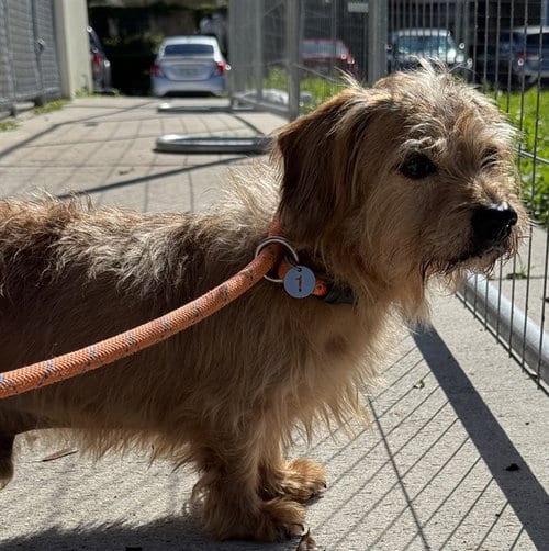 Photo of Tanner, adoptable senior Australian Terrier in Fort Lauderdale, Florida