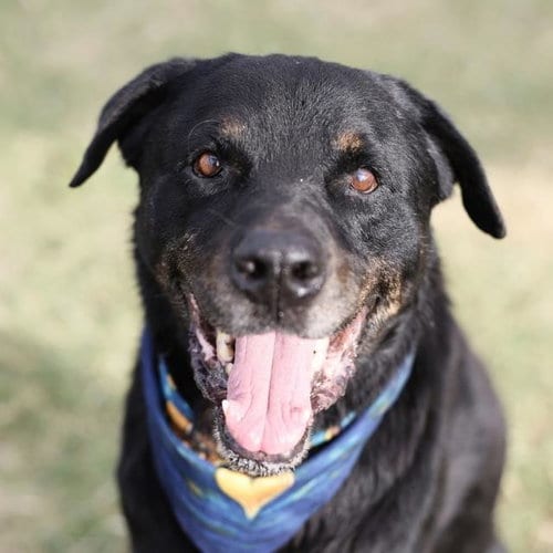 Photo of Rex, adoptable senior Rottweiler in San Antonio, Texas