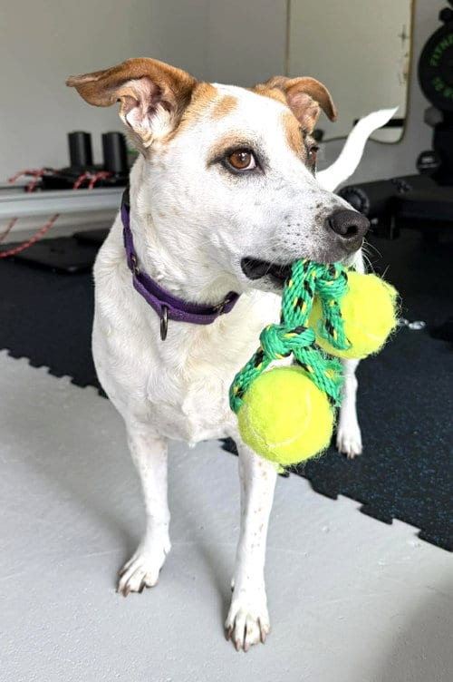 Boochie TX, adoptable senior Cattle Dog in Boonton, NJ