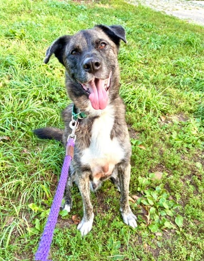 Photo of Chomper, adoptable senior German Shepherd Dog mix in Brooklyn, New York