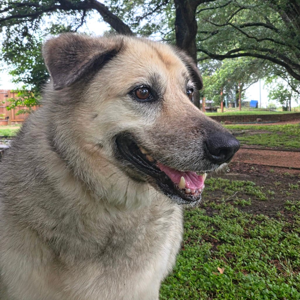 Photo of Chiquis, adoptable senior Shepherd / Husky in Houston, Texas
