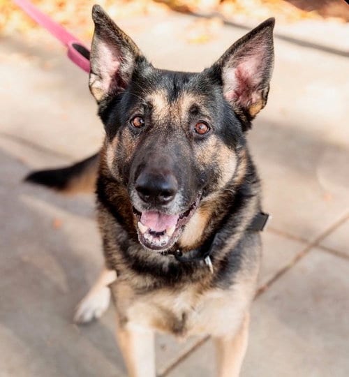 Photo of Tony Baloney, adoptable senior German Shepherd Dog in Petaluma, California