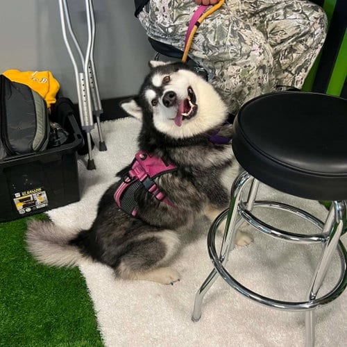 Photo of Pepper, adoptable senior Alaskan Malamute in Uwchlan, Pennsylvania