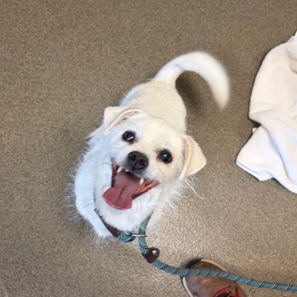 Photo of Astro, adoptable senior Pomeranian / Mix in Council Bluffs, Iowa
