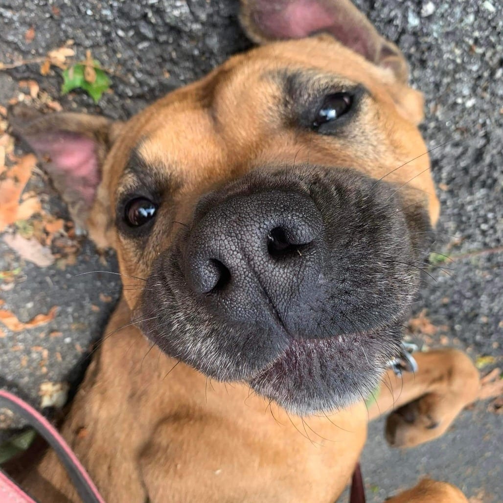 Photo of Brad Pitt, adoptable senior Terrier, American Staffordshire / Mixed Breed (Medium) in Whitestone, New York